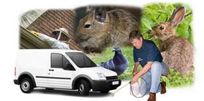 West Wickham local van